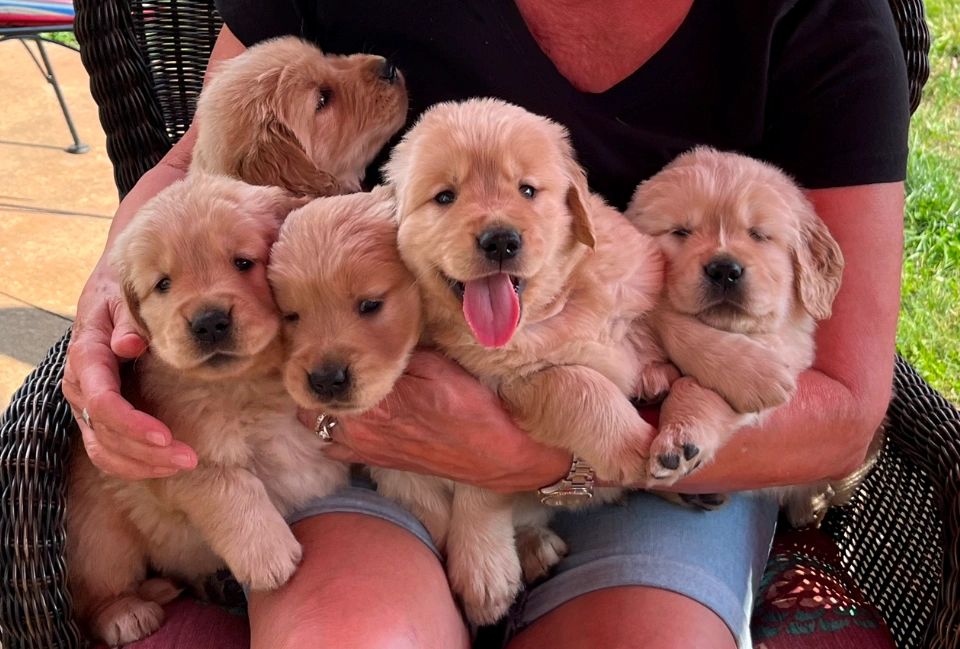 Find a golden retriever puppy hot sale near me